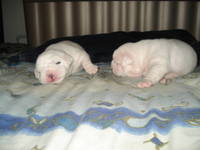 Highlight for album: 2008-05-11 - Breeder Pictures