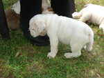 Puppies Outside 007.jpg