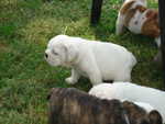 Puppies Outside 009.jpg