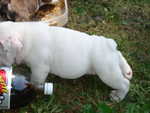 Puppies Outside 011.jpg