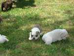 Puppies Outside 022.JPG