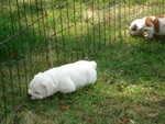 Puppies Outside 031.jpg