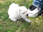 Puppies Outside 042.jpg