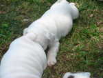 Puppies Outside 063.jpg