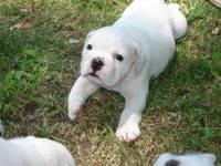 Highlight for album: 2008-06-06 - Breeder Pics