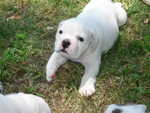 Puppies Outside 065.jpg