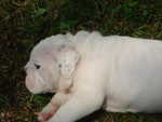 Puppies Outside 092.jpg