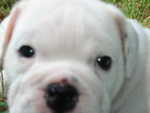 Puppies Outside 094.jpg