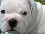 Puppies Outside 095.jpg