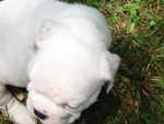 Puppies Outside 098.jpg