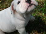 Puppies Outside 099.jpg